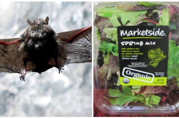 Trends_Zone's tweet image. A Dead Bat Was Found In A Prepackaged Salad And People Are Grossed Out #found #prepackaged #salad #people #grossed dlvr.it/PNKpdX