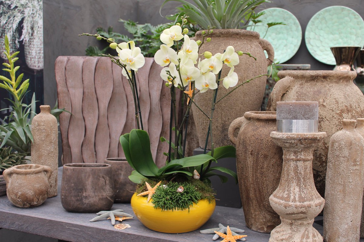 Zomertip! Vergeet niet om jouw orchideeën uit de volle zon te halen. Bovendien mag je ze op deze warme dagen gerust 2x per week water geven.