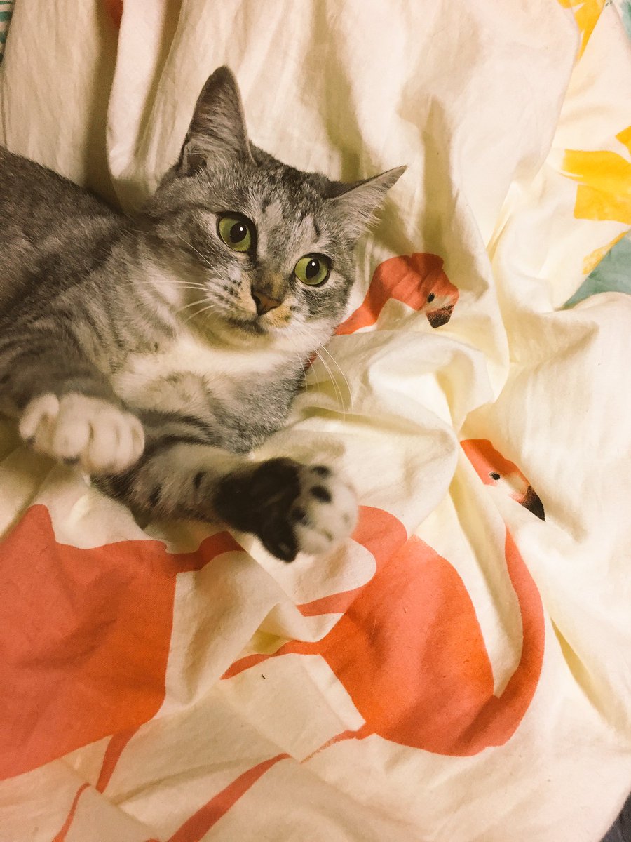ココニャ 猫写真集 発売中 働かないのもひとつの才能 世界的な一級障子クライマーでありながらかたやごく普通のニートとしての日々を過ごすサバ身さん 働かない選択をする意味 目的 これからの野望を語ってくれた