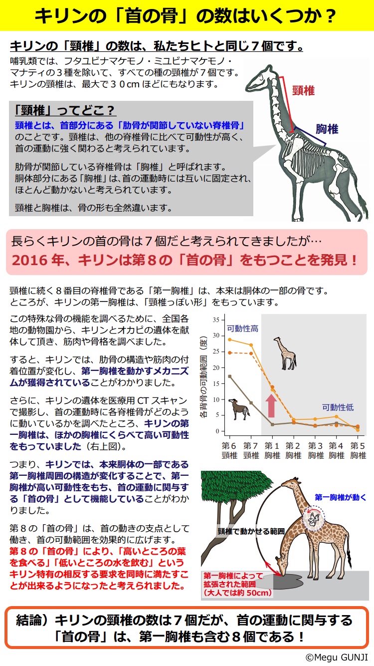 郡司芽久 キリン研究者 一年で最も昼が長い日に 世界一首が長い動物を知ろう ということで 今週水曜 21日 は 世界 キリンの日です 昨日 観月ありささん演じる櫻子さんが キリンの首の骨の数はいくつかわかるか と質問していたので