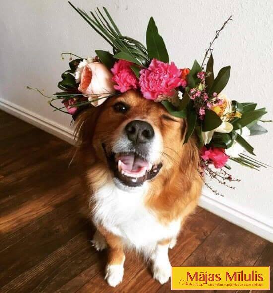 Sveiciens visiem mīluļiem!
 Sekojiet mūsu darba laikiem Līgo nedēļā ,jo ari mēs dosimies brīvdienās un svinēsim svētkus!:)