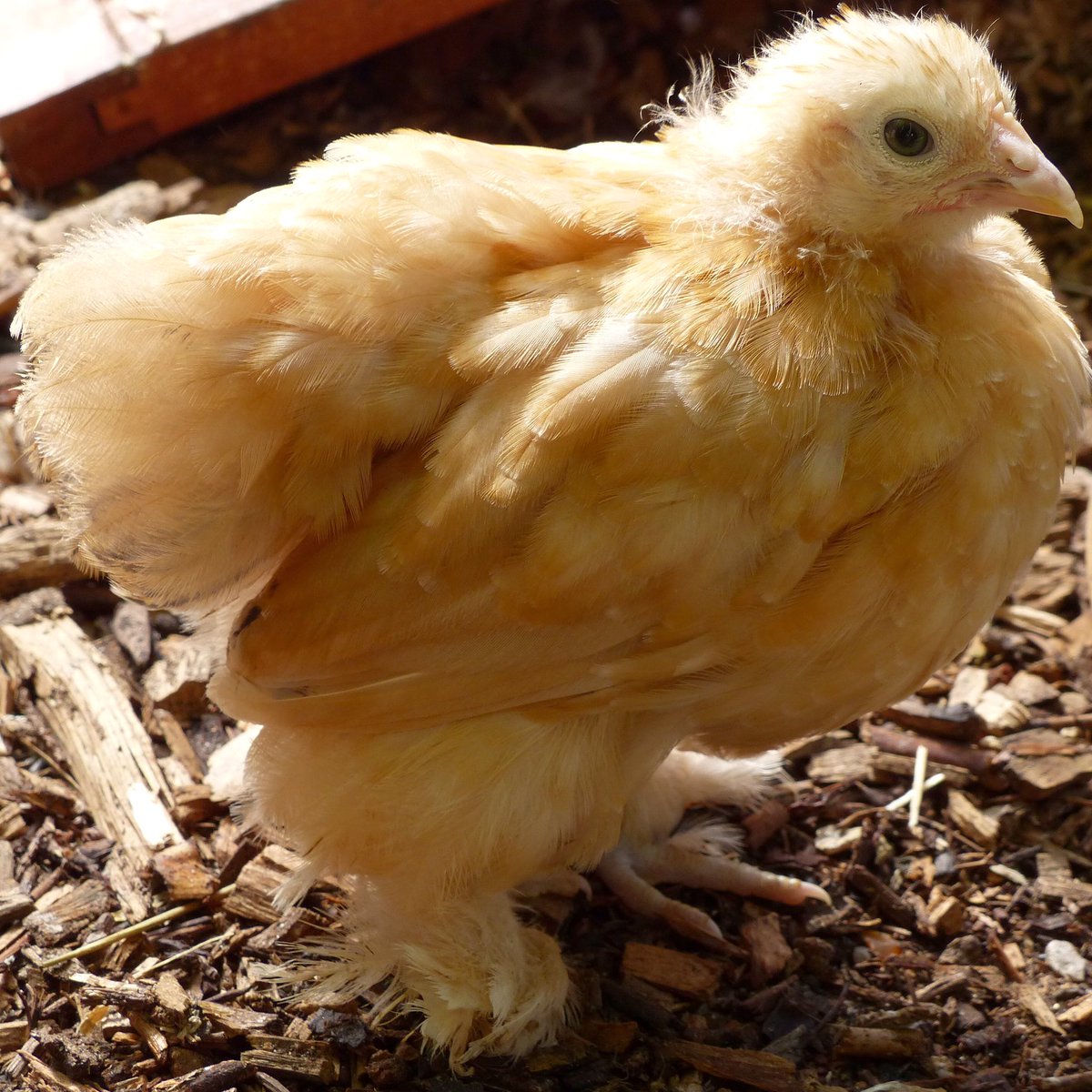 One of BGP's little #BuffPekins 😙 #PekinBantam #pullet #poultry #herts #burygreenpoultry
