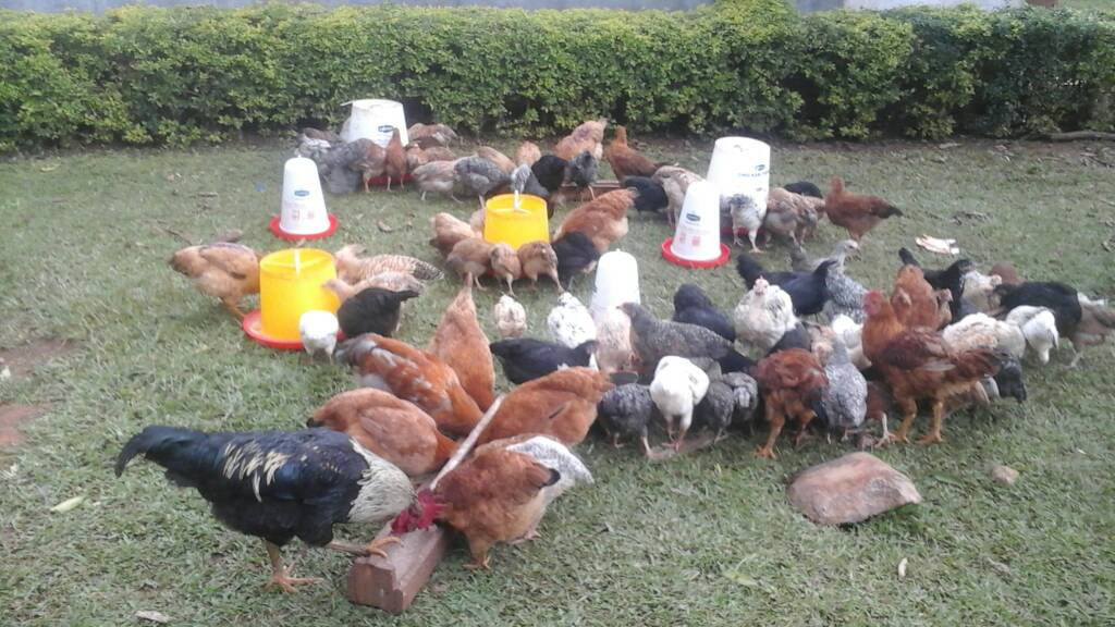 Jaredogosh1's tweet photo. #KhwiseroDecides2017
A leader who is going to transform the agricultural sector through poultry farming#AsekaMiradi https://t.co/UwEGFSCVo7
