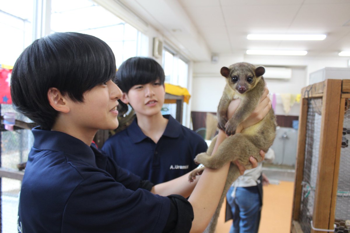 福岡eco動物海洋専門学校 公式 Twitterissa 小動物飼育実習の授業の様子です 今日は色々な動物に 触って確かめよう という内容でした 毛並みや肌触り 重さなど発見がたくさん 福岡エコ 福岡eco動物海洋専門学校 ハリネズミ 小動物 キンカジュー