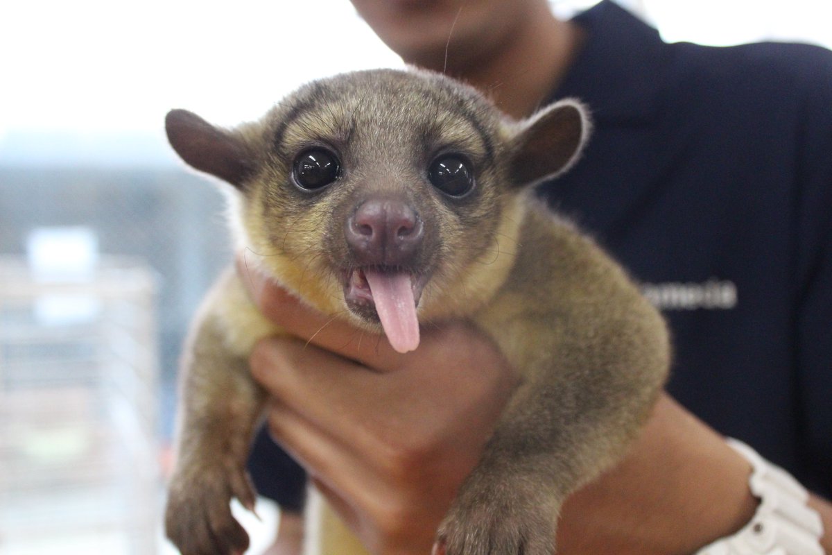 福岡eco動物海洋専門学校 公式 Twitterissa 小動物飼育実習の授業の様子です 今日は色々な動物に 触って確かめよう という内容でした 毛並みや肌触り 重さなど発見がたくさん 福岡エコ 福岡eco動物海洋専門学校 ハリネズミ 小動物 キンカジュー