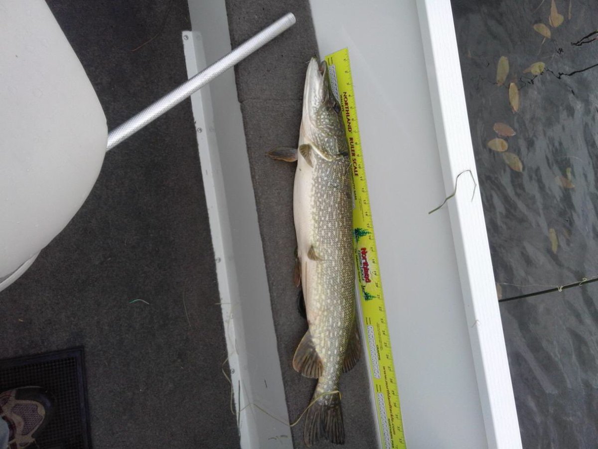 Sunset_Point's tweet image. Another nice northern pike was caught on Bass Lake. 32"! This one was catch and release! #exploreMN, #fishgrandrapids, #mndnr, #FishMN,