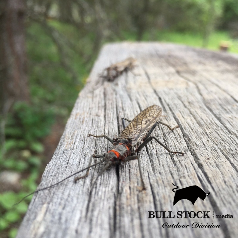 BullStockMedia's tweet photo. Salmon Flies hanging out while we were fishing the MO! #FlyFishing #TheRiverIsCalling #GoneFishing #MontanaMoment #FreshTracks2017 https://t.co/oRfMvYXzWH