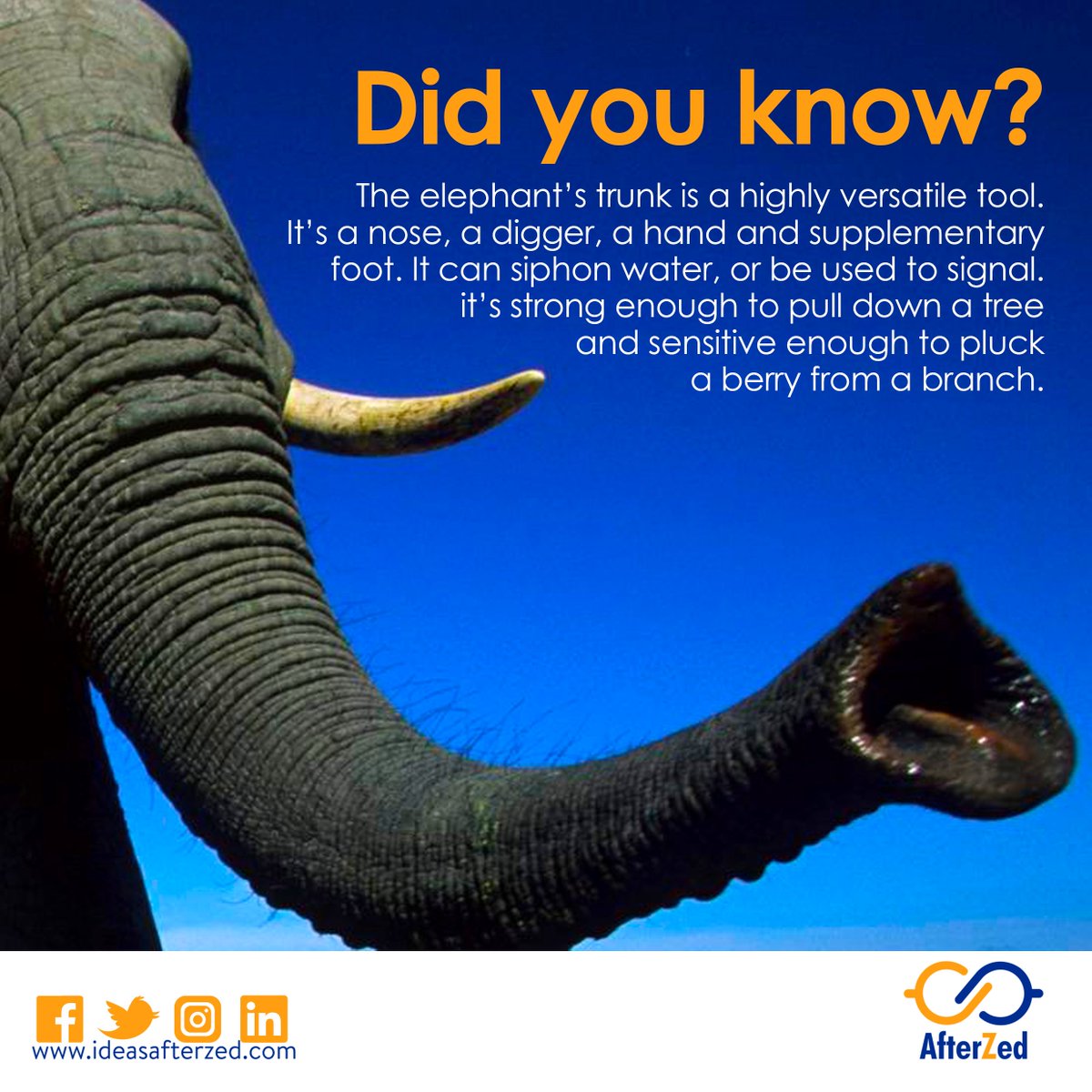 IdeasAfterzed's tweet photo. SO, DO YOU? Let's gist! #MondayMotivation #GoodMorningNIgeriaShow #AfterZed #TalkYaOwn #Elephant #TraceTheMovie #ItanTheStory #MusicMonday https://t.co/gfNELRpL1A