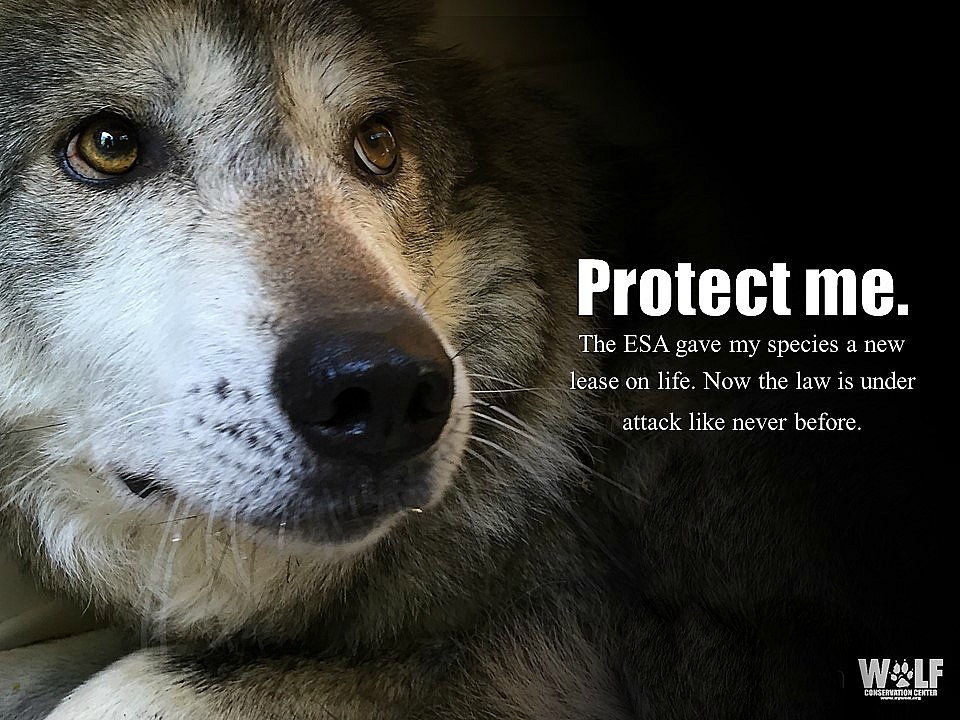 nywolforg's tweet photo. Inside the Effort to Kill Protections for Endangered Animals https://t.co/7DzjiAAz03 via @NatGeo https://t.co/nCrvAsIqSy