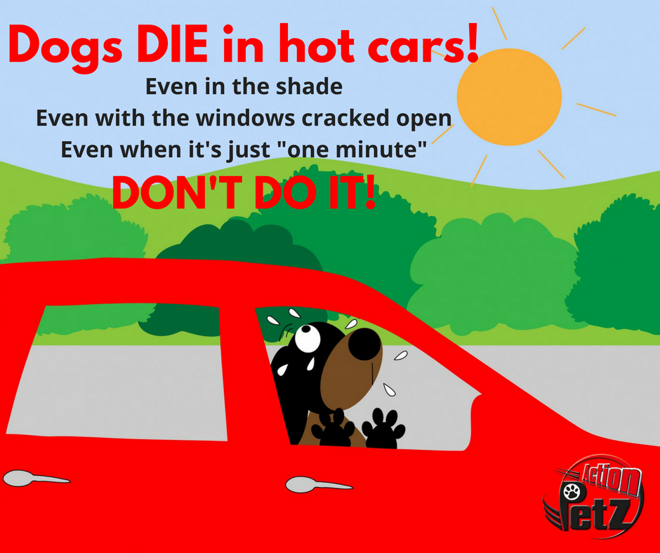 ActionPetzNewpo's tweet photo. We're in the middle of the #heatwaveuk, please don't leave your dog in the car or any hot place for that matter. Not even for a minute! https://t.co/eH764IKpr0