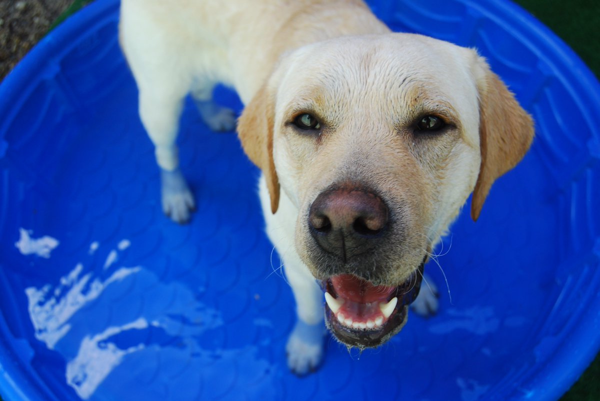 It's hot today! Make sure you keep you canines cool with plenty of water, shade and cool treats - like frozen #KONG toys. #heatwaveuk