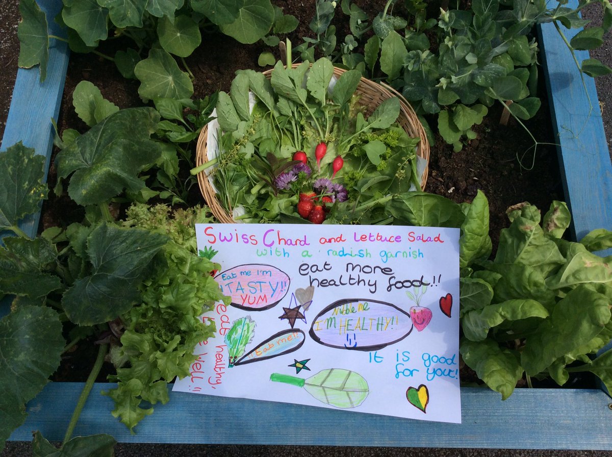 WooldaleJ4B's tweet photo. Here is our planter harvest of spinach, lettuce, radish, chives, strawberries and thyme.  @SAfoodforlife @innocent @giyireland #sowandgrowuk https://t.co/iCAnsNW57K