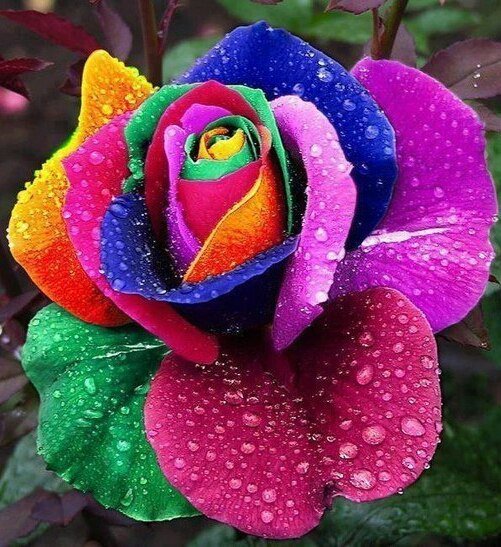 tovary_s_Ali's tweet photo. Семена голландской радужной розы

https://t.co/ti3yC5yENY https://t.co/CD7gWpDL3i
