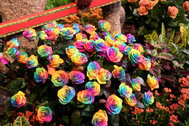 tovary_s_Ali's tweet photo. Семена голландской радужной розы

https://t.co/ti3yC5yENY https://t.co/CD7gWpDL3i