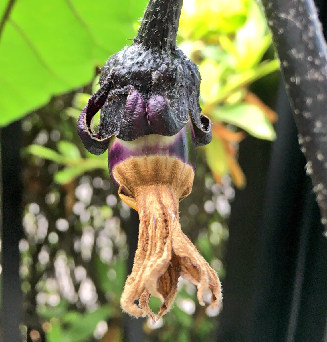 小林千鶴 No Twitter ナス 続々なってきてます 花からの 実のなり方が凄い 今週も よろしくどーぞ キラスタ