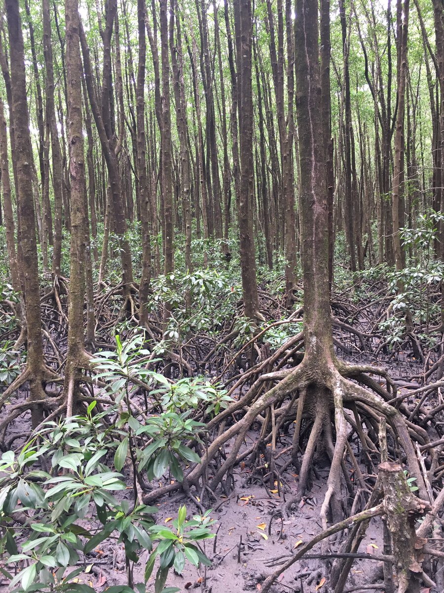 OliviaQLD's tweet image. Also very interesting to see was the mangrove boardwalk. #nature #mudcrabs #cairns #fnq