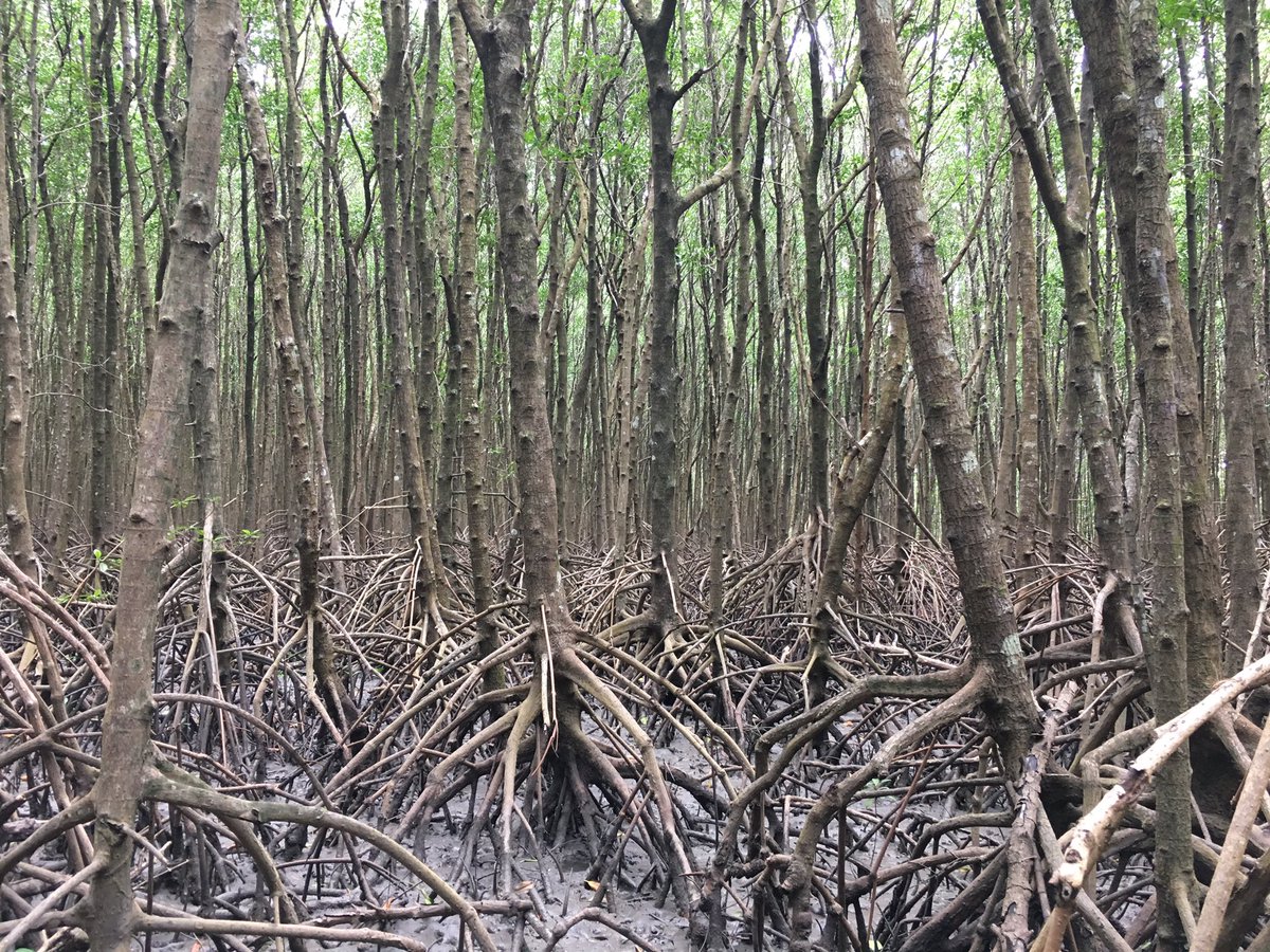 OliviaQLD's tweet image. Also very interesting to see was the mangrove boardwalk. #nature #mudcrabs #cairns #fnq