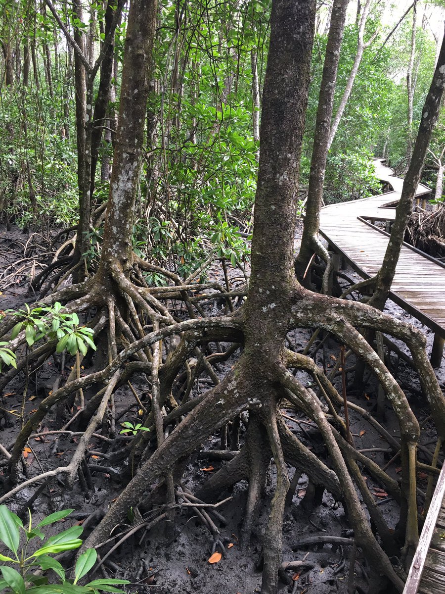 OliviaQLD's tweet image. Also very interesting to see was the mangrove boardwalk. #nature #mudcrabs #cairns #fnq