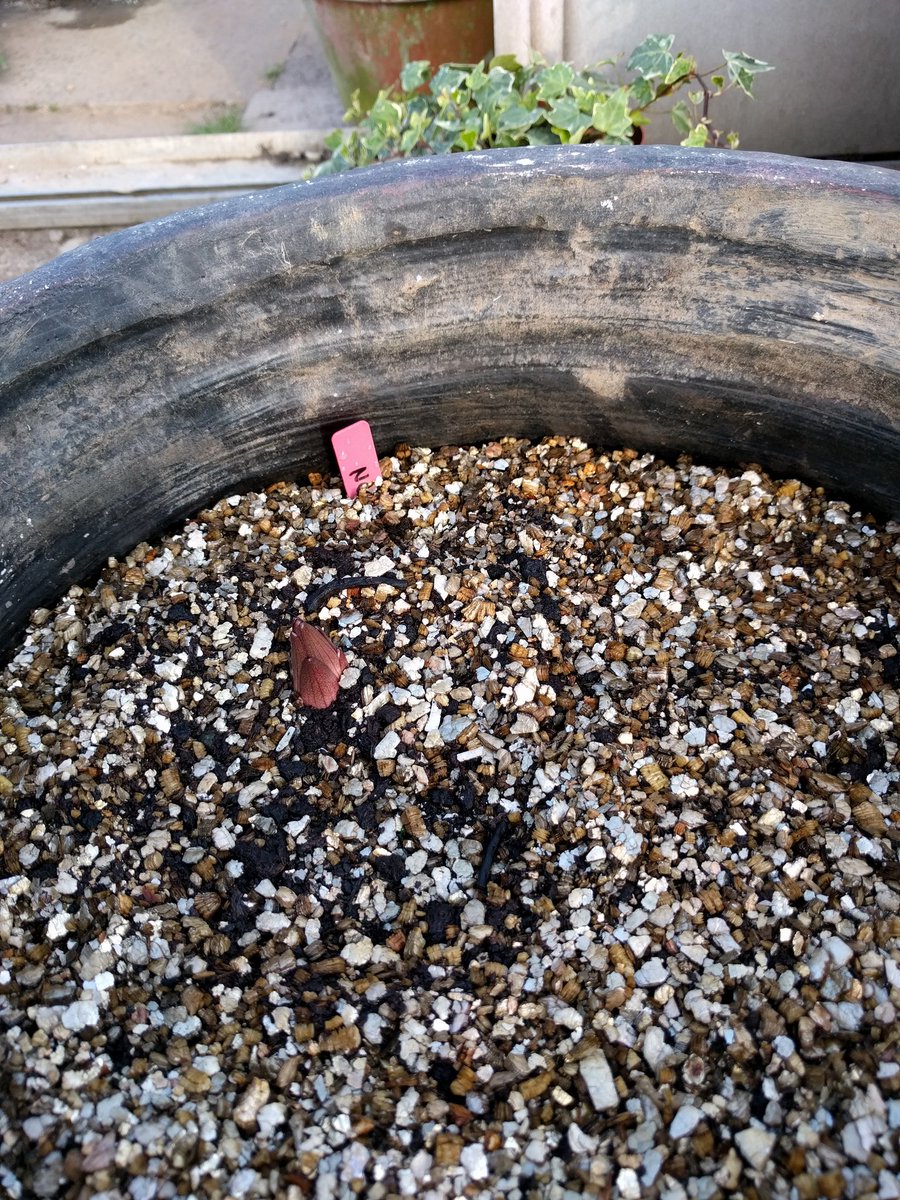 Planted just over a week ago after a spot of #RHSChatsworth shopping. The first Nardo Oriental Trumpet has appeared from <a href="/hydelilys/">The Hydes</a>