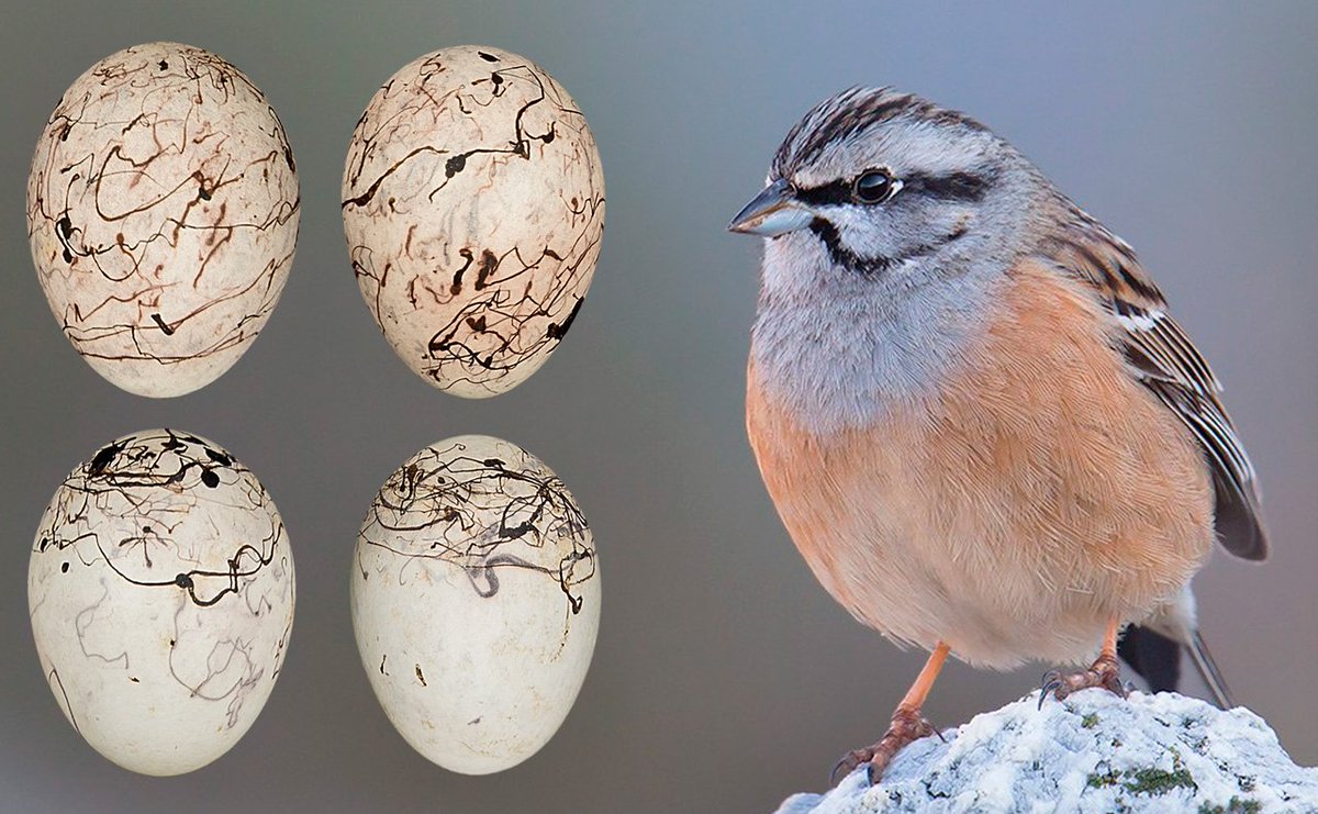 luismartzmartz's tweet photo. Escribanos
Aves q "escriben" la superficie de sus huevos con trazos, creando hermosos diseños.
De ahí su nombre, escribanos; los q escriben https://t.co/GhCwQFPMsI