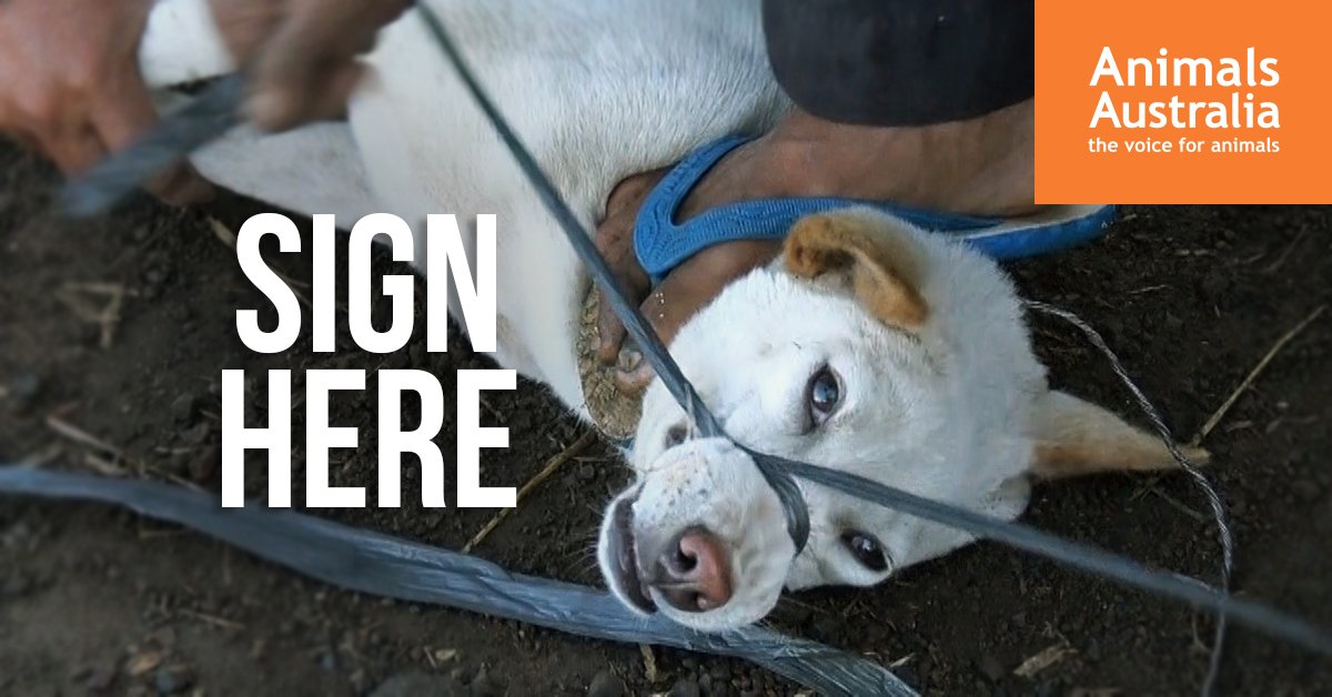 AnimalsAus's tweet image. BREAKING: Animals Australia investigators have documented Bali's dogs being slaughtered &amp;amp; fed to tourists 😥
ACT NOW: AnimalsAus.org/tV8