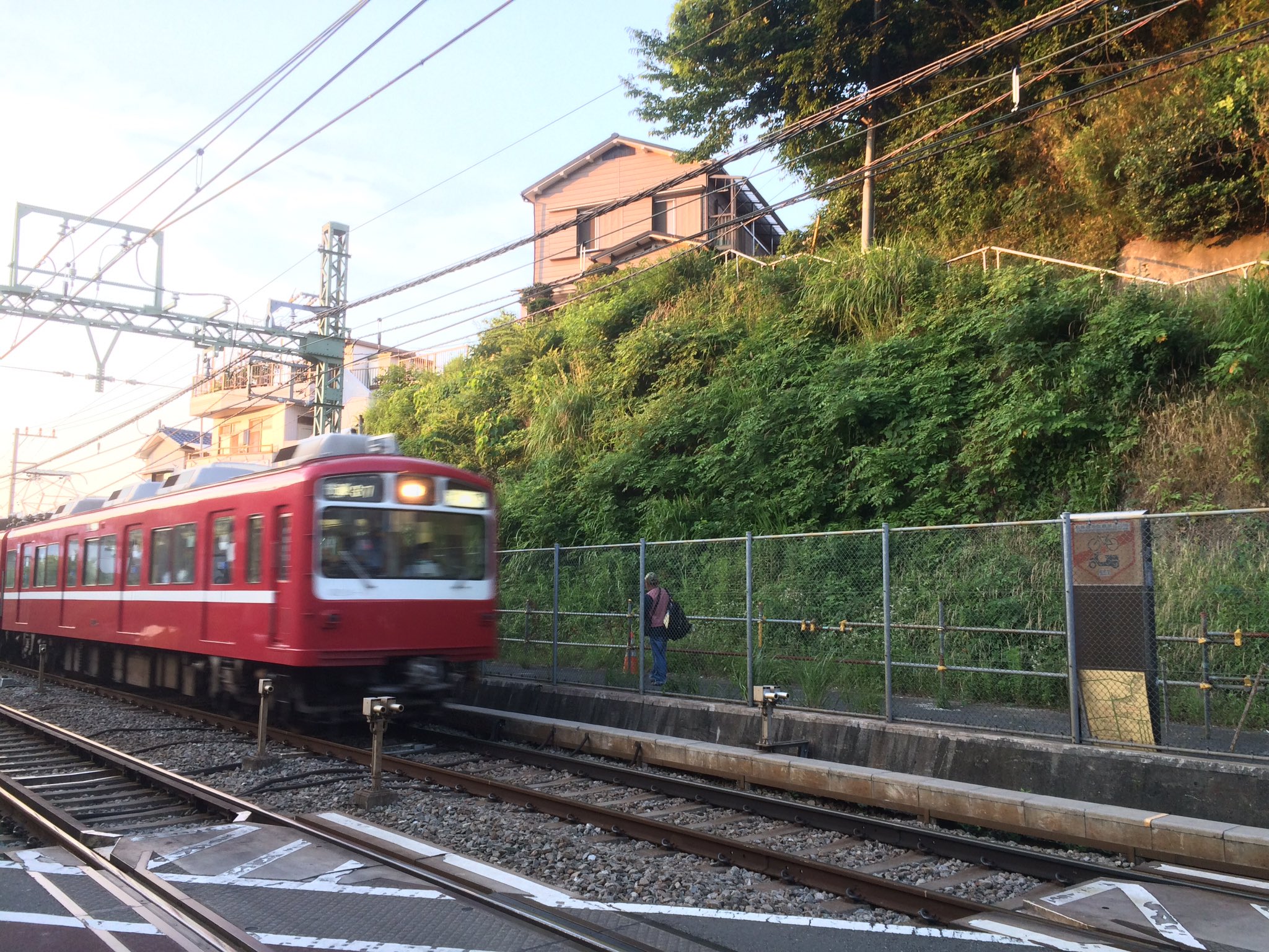 すみまる 昆虫 電車の通過音につられるように 写真奥の草薮からまだまだぎこちないヤブキリの練習鳴きの声が聞こえてきた 夏が近づいてますね 直翅目 キリギリス科 ヤブキリ 鳴く虫 T Co Xmrkocn2cw Twitter