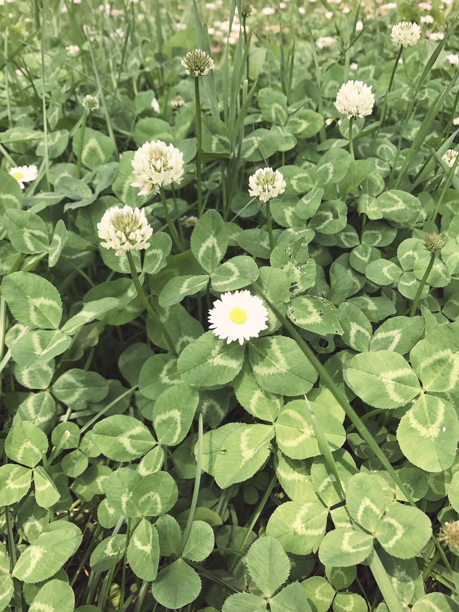 みっく アスファルトに咲く花も美しいけど 野に咲く花も綺麗だ と思う T Co Cizpmefw1b Twitter