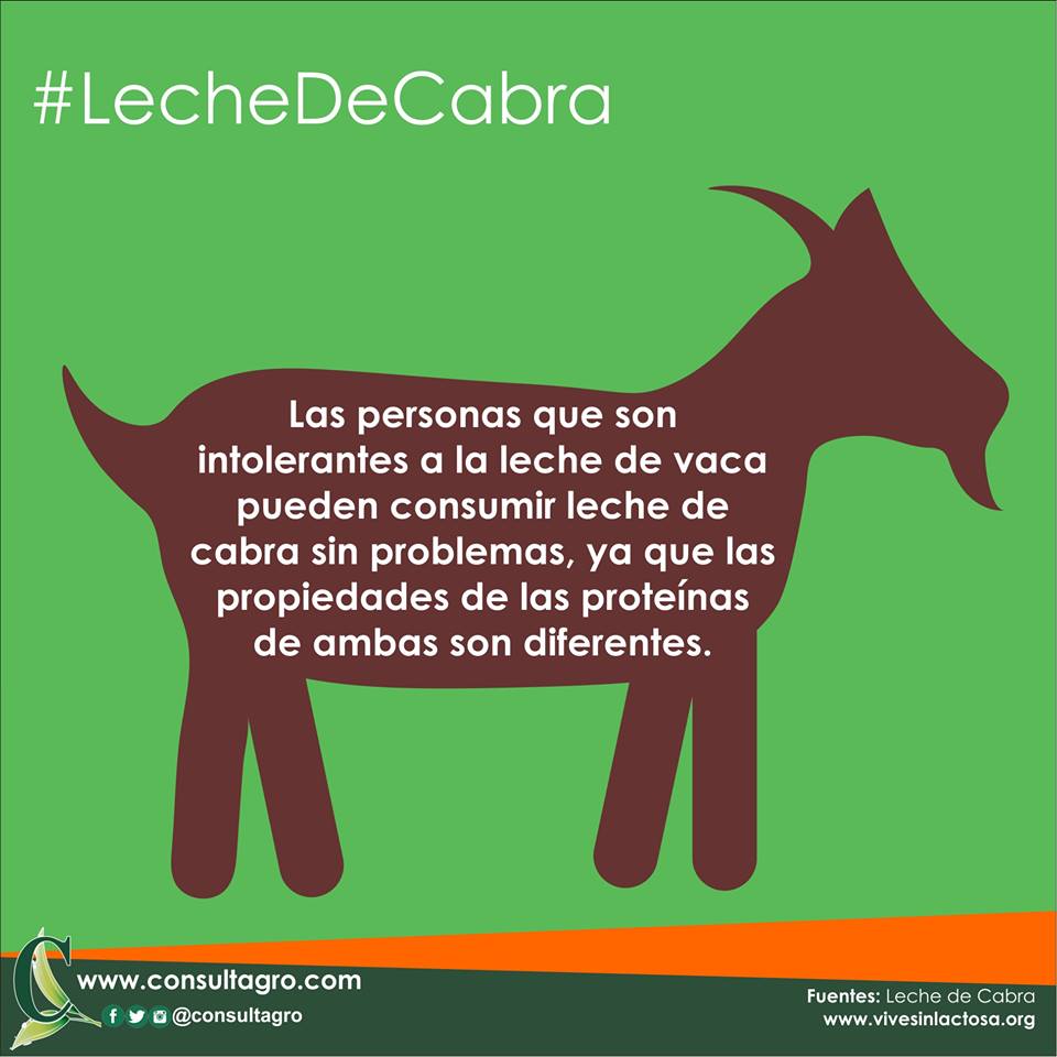 consultagro's tweet image. ¿Sabías que? La leche de cabra contiene una menor proporción de lactosa que la de vaca. ow.ly/YjBw30bG8IV