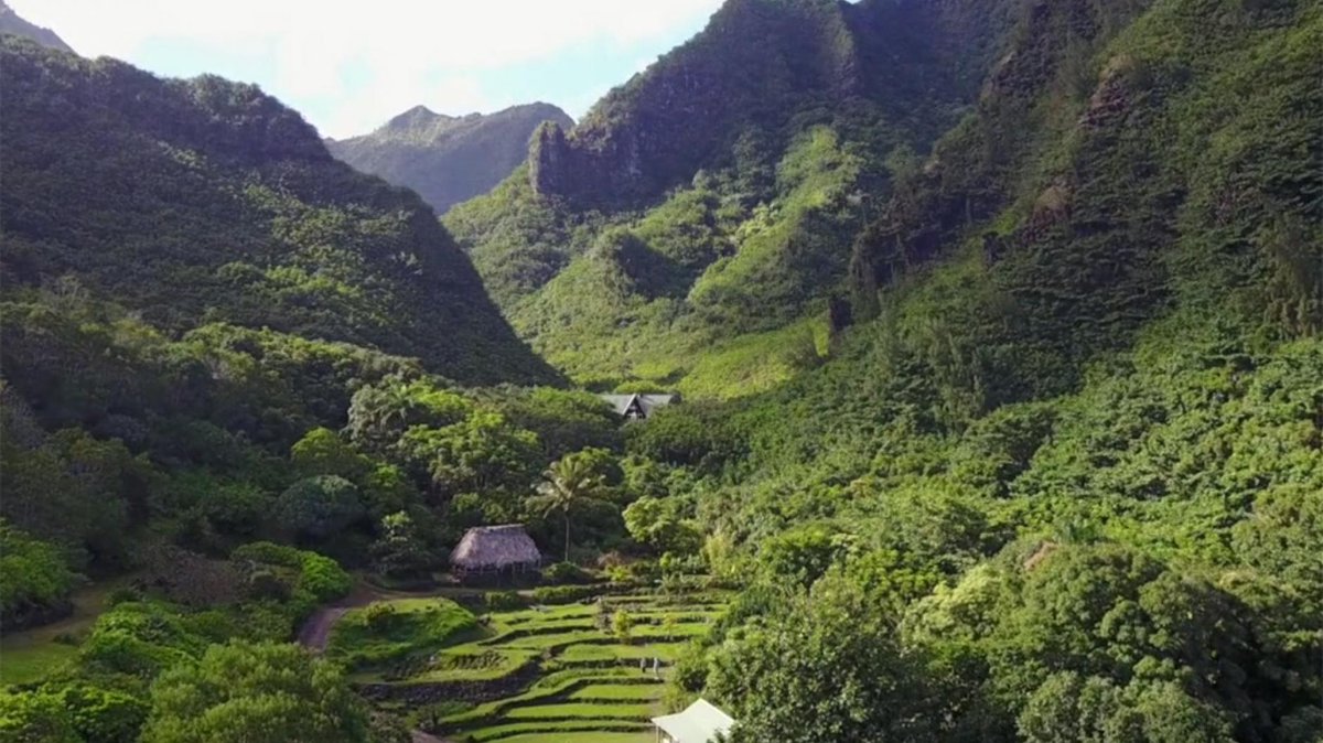 Op Hawaii zetten botanisten #drones in om met uitsterven bedreigde planten op te sporen. Met succes. bright.nl/nieuws/drone-v…