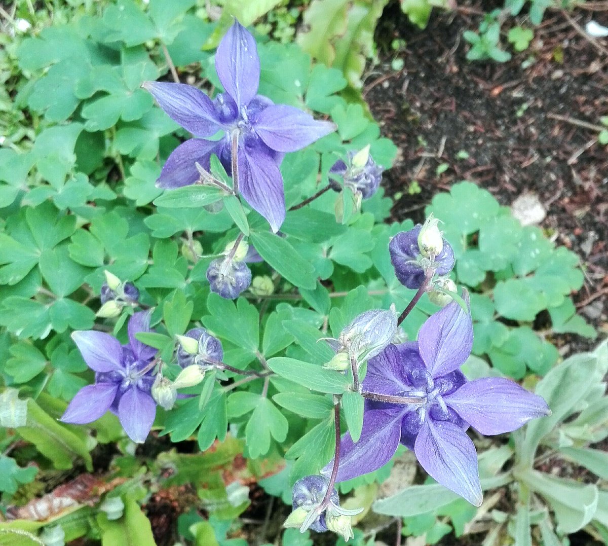 lcdavion's tweet photo. Bon #lundifleuri au Jardin des Plantes de Paris 🌸
#voyage #nature https://t.co/ZN9HjbDhMt