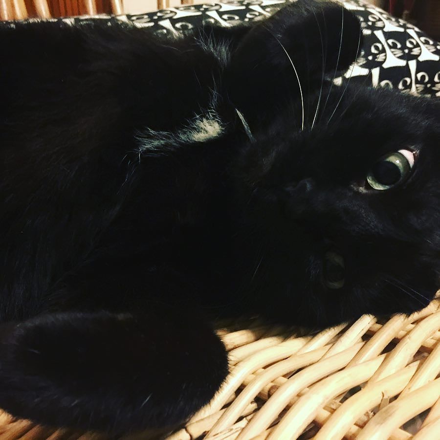 lovekomarin's tweet photo. ※
週末、僕はお留守番だったよ
※
I stayed at home alone this weekend.
※
#猫 #黒ねこ #みんねこ #お留守番 #cat #blackcat #catstagram #catlovers… https://t.co/lvemwtEx1p https://t.co/c6TYO5z7K1