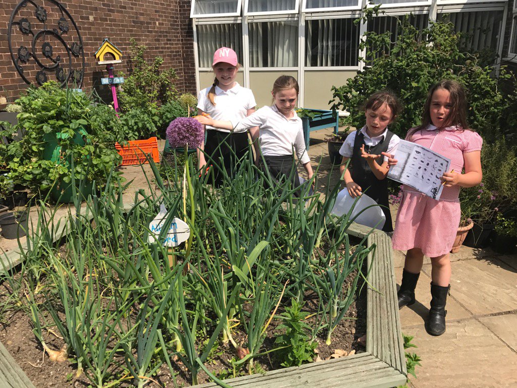 WooldaleJ5S's tweet photo. Bees, ladybirds, ants and caterpillars like the leaves and flowers in our garden #WJSscience https://t.co/gTzGOkgAzP