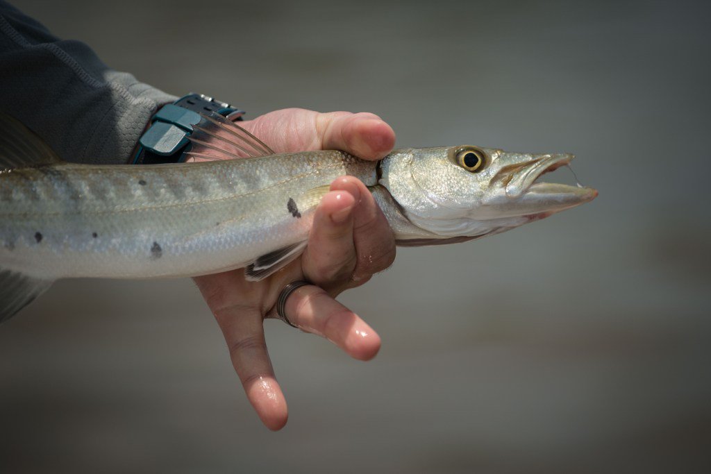 StalkingTheSeam's tweet photo. Canal 'Cuda — An Under-appreciated Fishery https://t.co/xXjGptpBFU https://t.co/G89C1PttRg