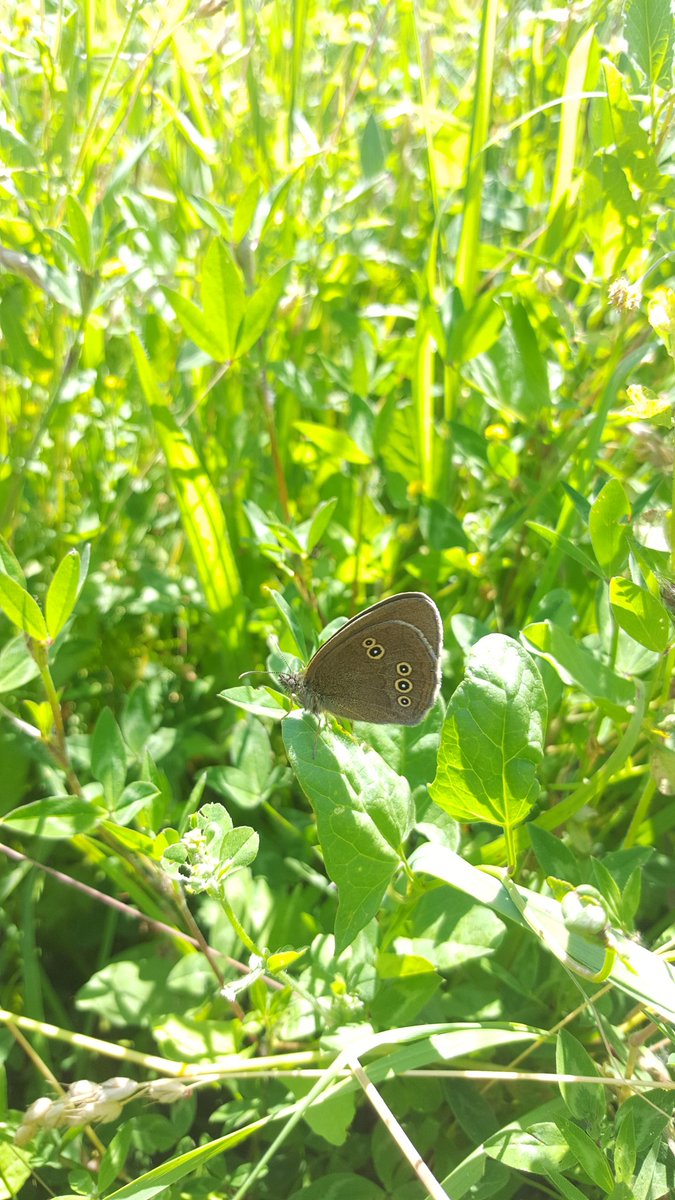 days_wild's tweet photo. Stunning Ringlet on the Southdowns. @savebutterflies @HantsIoWBC @britbutterflies @Buzz_dont_tweet https://t.co/DZ4TGlv6br