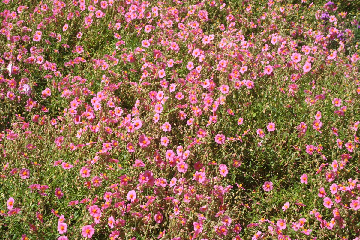 KevJame's tweet photo. Swathes of Rock Rose in https://t.co/IBQfsbWfkS #garden #gardening #Ireland #ballyhoura #LimerickTIO https://t.co/WoSWxavRRp