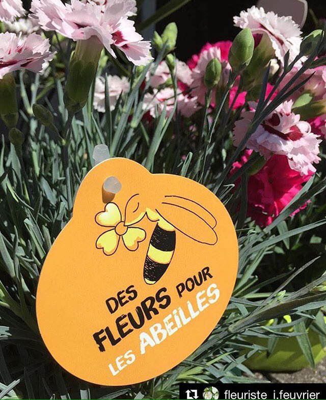 fforbees's tweet photo. Postez vos plus belles photos et vidéos de la semaine #DesFleursPourLesAbeilles avec les hastags #OnSème #FlowersForBees https://t.co/WCmsX1opVE