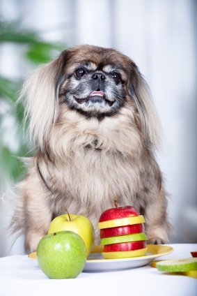 Main Causes Of Eating Issues In Pekingese Dog And How To Handle Them. Share this to your friends!
youtube.com/watch?v=WV46Qi…

#peke #pekingese