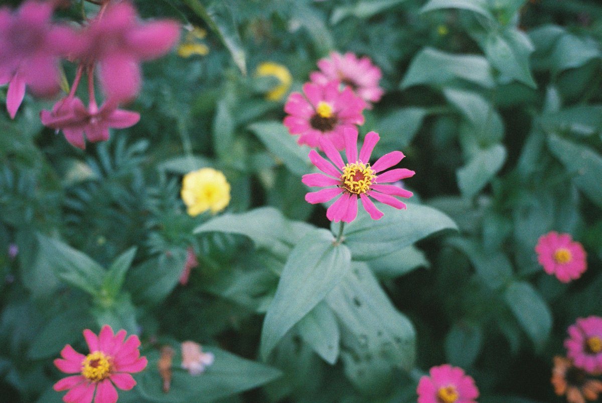 shuttergrinch's tweet photo. @summerfilmparty #SummerFilmParty #closeup Olympus Stylus Epic | Fuji X-Tra Superia 400 #believeinfilm #shuttergrinch https://t.co/x2nPGhPgZL