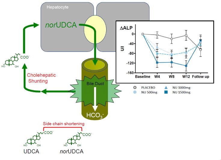 #norUDCA reduced serum #ALP, potential #drug for #PSC
bit.ly/2qYCucG
#openaccess #cholestasis #bileacid