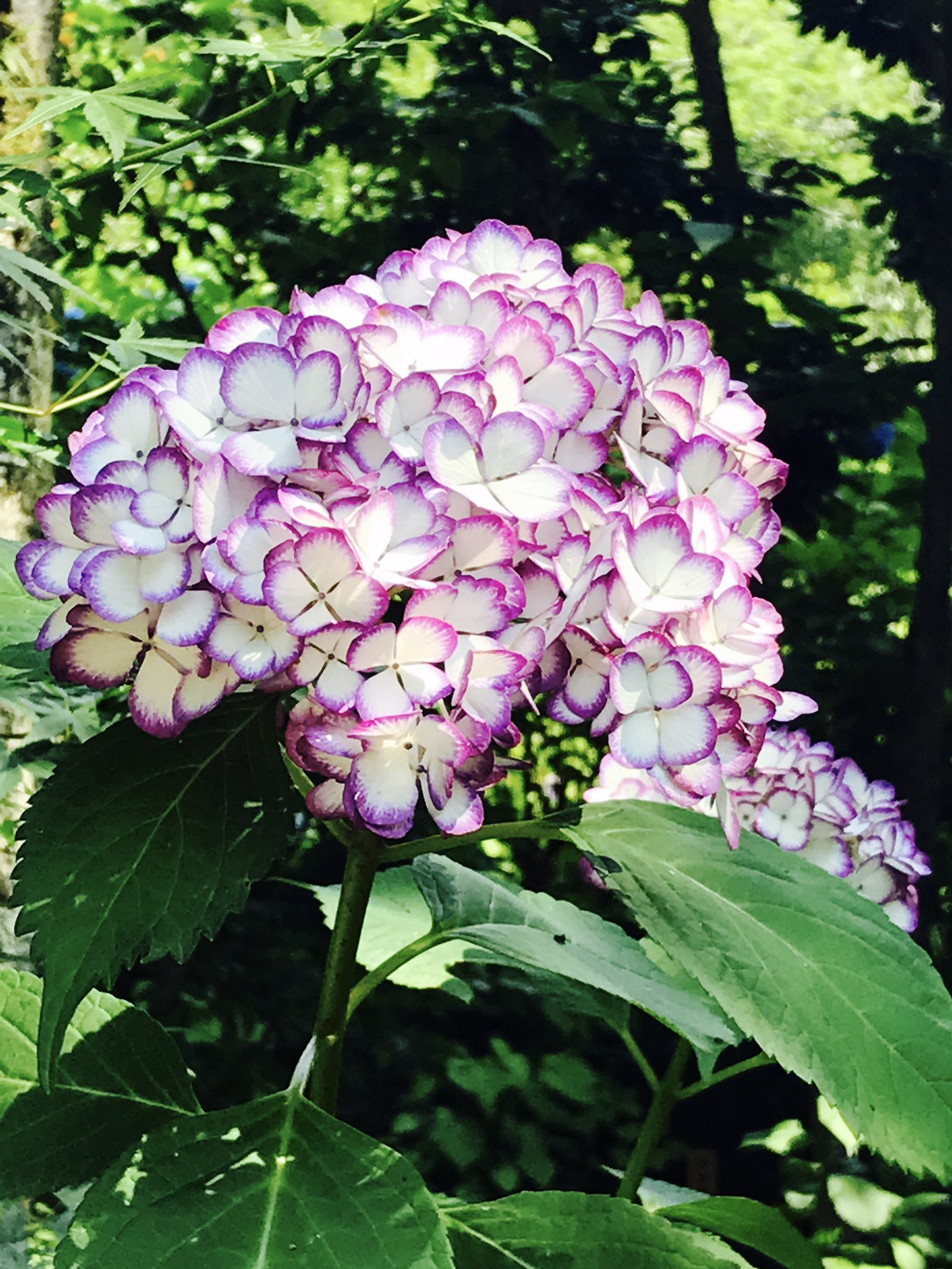 湘南らぱん 北鎌倉の明月院写真パート2 ちょっと珍しい色の紫陽花 アジサイ を発見 白ベースに紫の縁取りがおしゃれ こういう色合いの服あったら可愛いだろうなー 湘南 鎌倉 北鎌倉 明月院 紫陽花 アジサイ 花 散歩 湘南らぱん T