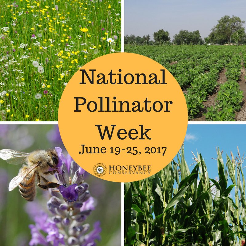 bee_conservancy's tweet photo. RT to celebrate #NationalPollinatorWeek! Join us in celebrating and protecting pollinators! #BeeFriendly #PollinatorWeek #PlantForBees https://t.co/UWEi47xCvH