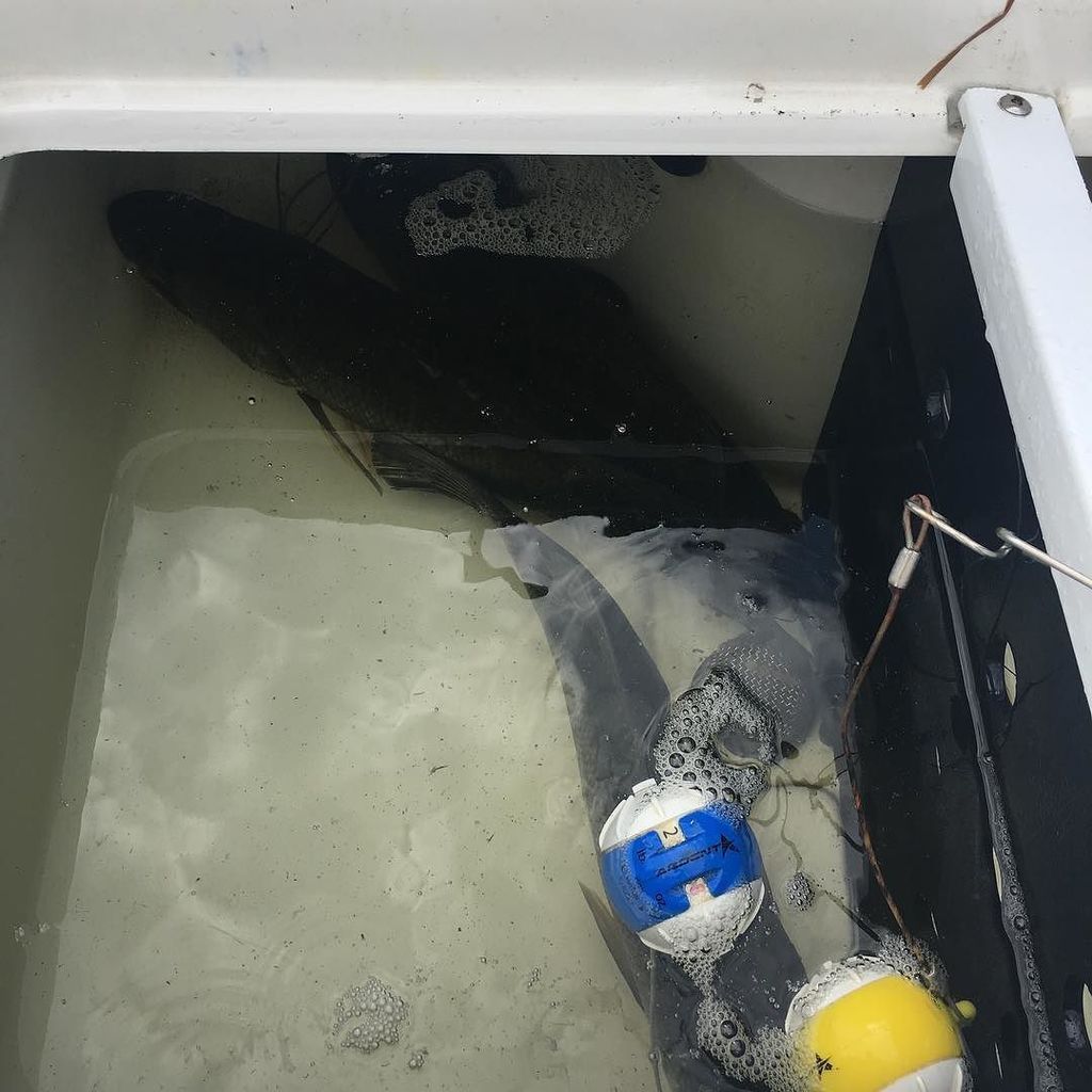 Lunkerhunt_fish's tweet photo. There are 5 in the box. It is time to start culling! #lunkerhunt #LunkerFrog #revealertubes #lunkersticks #protot… https://t.co/3Df5MSFpSn https://t.co/5mZWqNdboD