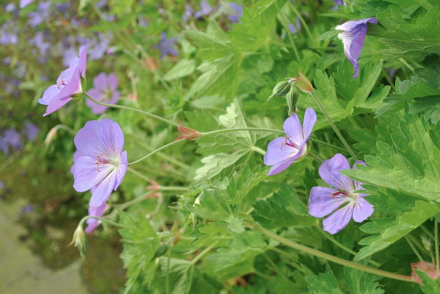 PlantBuddies's tweet photo. #Geranium #Rozanne produces masses of stunning saucer shaped, violet-blue blooms with dainty white centres, Very Cute!! #PlantOfTheWeek https://t.co/lDuRKyJRSz