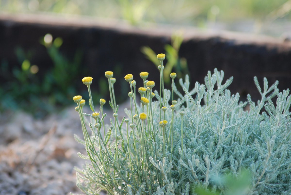 Minerva Sellés tweet media