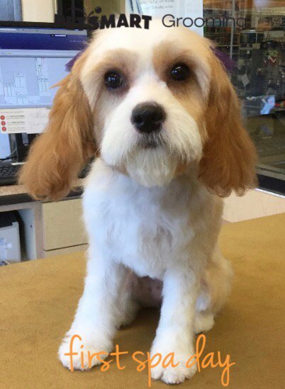 realtraceecocco's tweet photo. #Coccosfirstgrooming! #2Cute! #Cavision! https://t.co/5Q7THrXJif