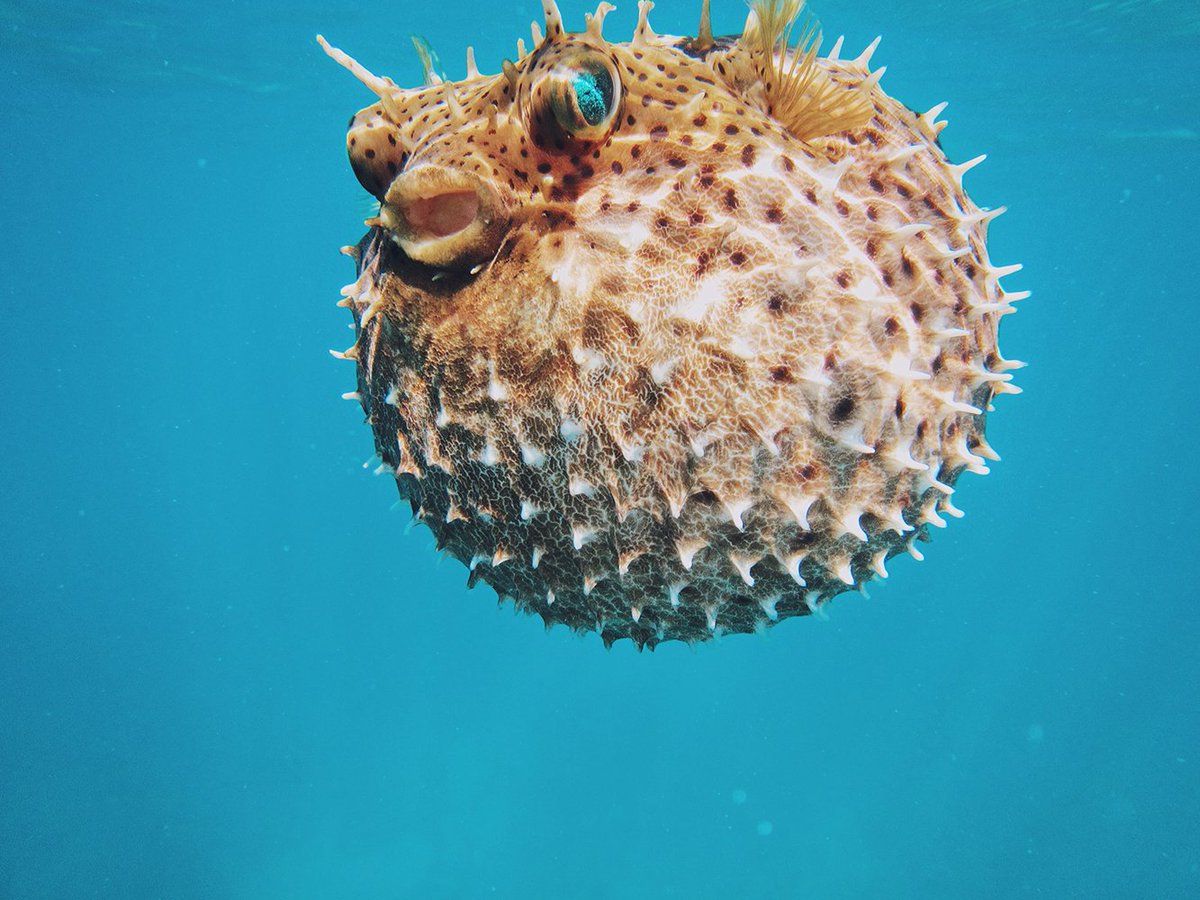 Monday got you all puffed up? Take a moment to check out this puffer fish is & then get back to work! 😝 #MondayMotivation #OceanInspiration