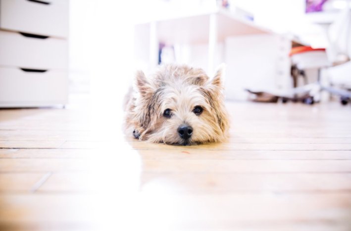 WonderWoof's tweet photo. "Having a dog at work makes you happier &amp; increases creativity!" via @tmitick Take Your #Dogs To Work Day Fri 6/23! #doggylove #officedogs https://t.co/oYPVncAP1A