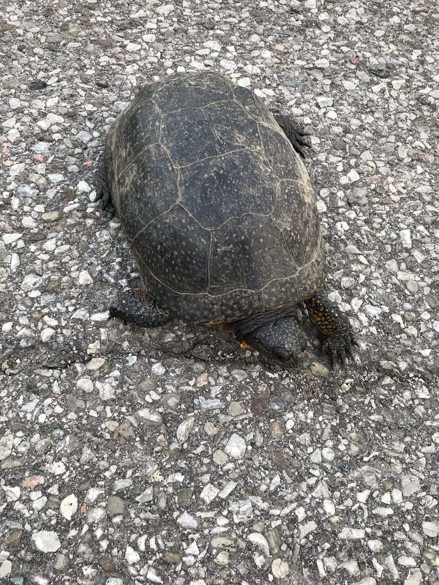 Kathryn_McGarry's tweet photo. Threatened Blanding's turtle 🐢 was removed from my road 2 wetland Watch 4 turtles cross'g roads to lay eggs #Brake4Turtles @OntarioTurtleCC https://t.co/Dp2UG4w2q1