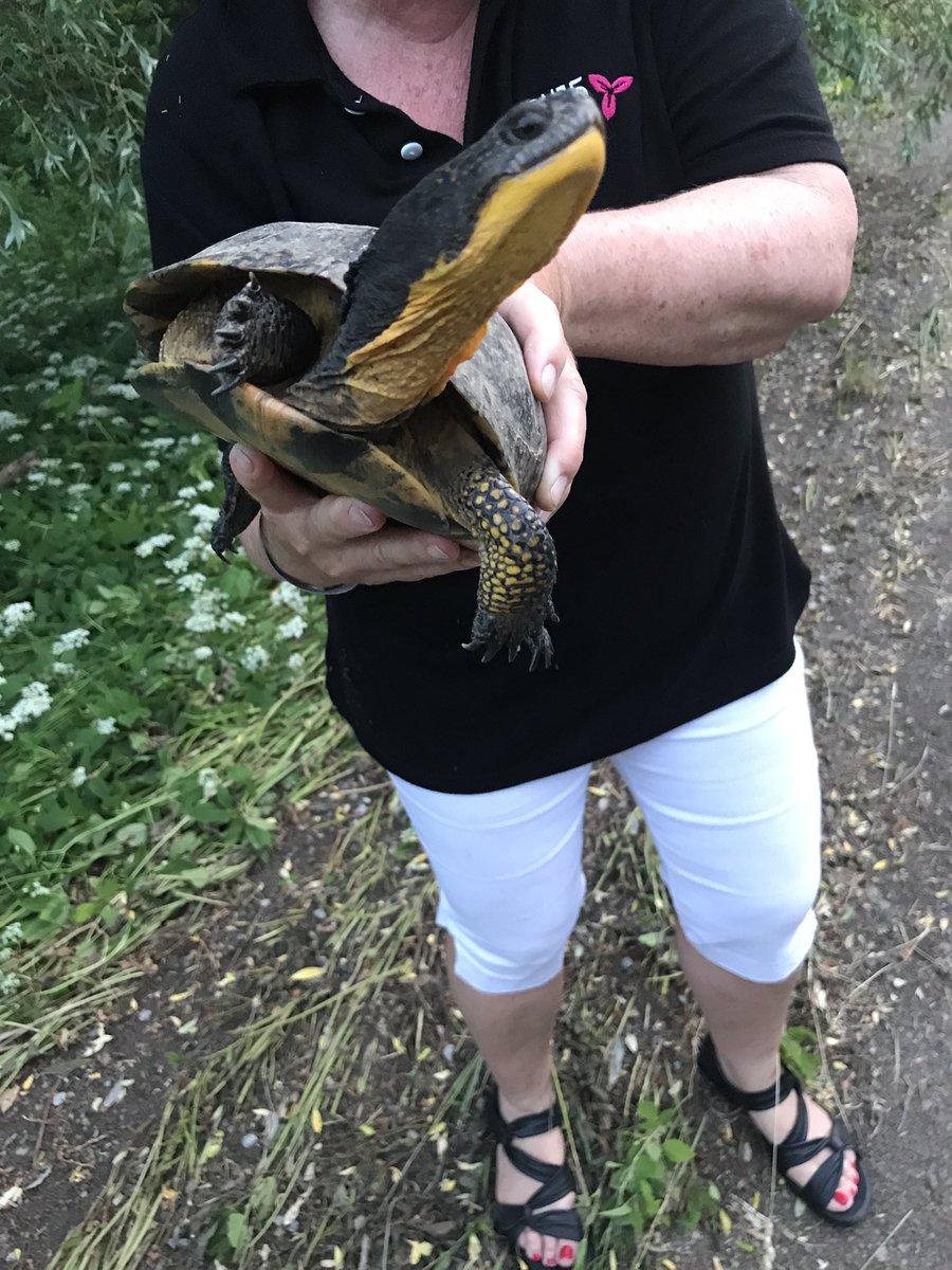 Kathryn_McGarry's tweet photo. Threatened Blanding's turtle 🐢 was removed from my road 2 wetland Watch 4 turtles cross'g roads to lay eggs #Brake4Turtles @OntarioTurtleCC https://t.co/Dp2UG4w2q1