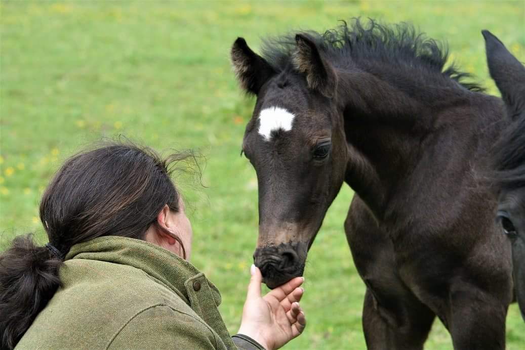 TullyJuliet's tweet photo. Juliad King Solomons Mine. 
2017 colt foal. https://t.co/DvBlPGdanO